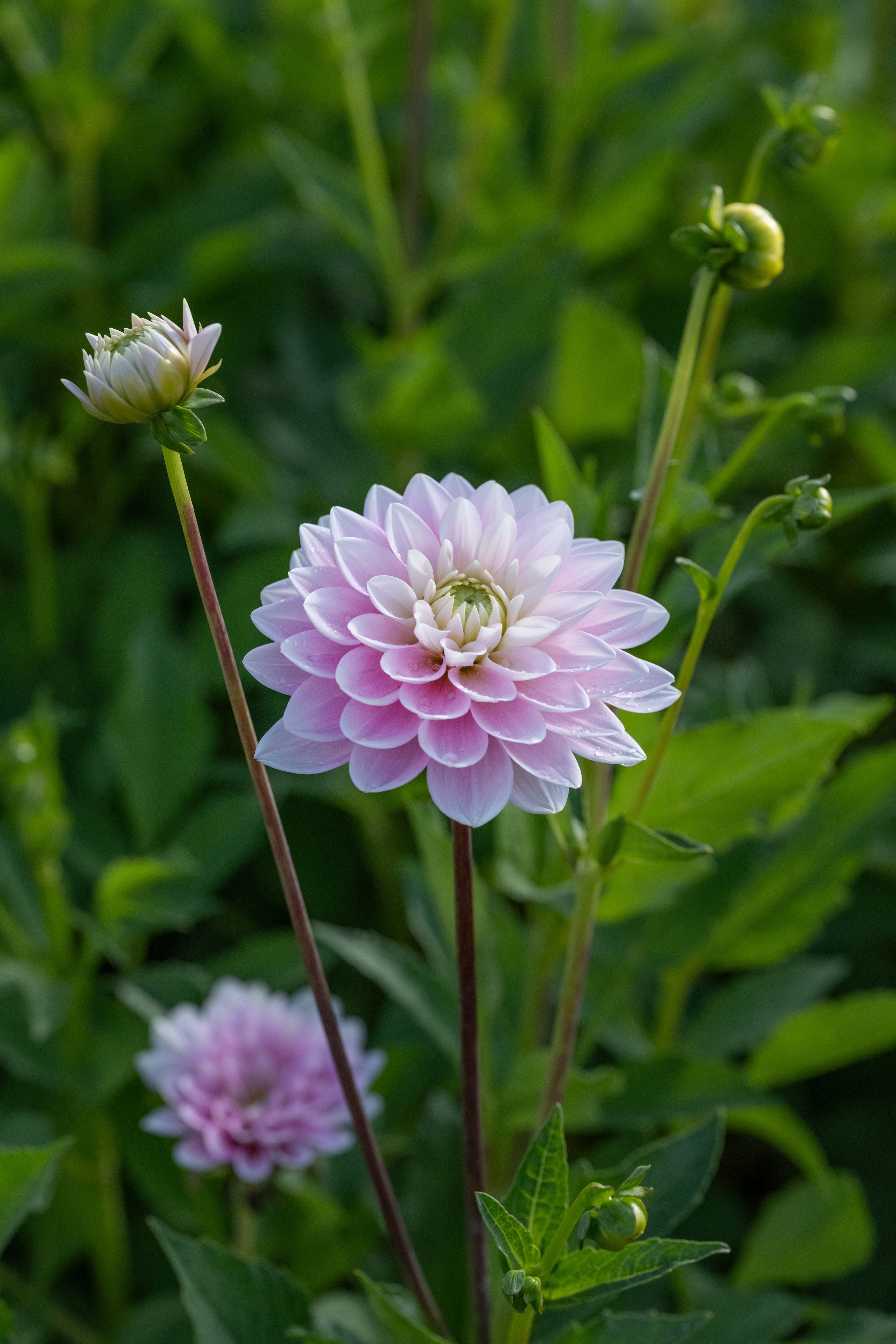 Dahlia Pink Delight Dekorativ 1-pack NYHET
